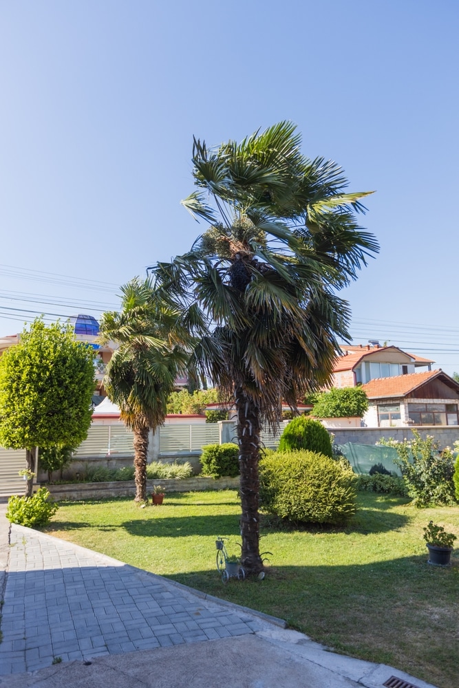 Deux grands palmiers dans un jardin résidentiel ensoleillé. Pelouse verte, haies taillées et allée pavée sous un ciel bleu clair.