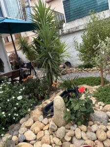 Jardin rocaille ensoleillé avec un grand Yucca, des buissons de roses blanches et un Hibiscus rouge. Des galets beiges bordent un étang noir.