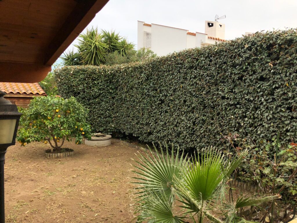 Arrière-cour méditerranéenne : mur végétal, citronnier chargé de fruits jaunes et petit palmier. Puits en pierre devant une maison blanche.