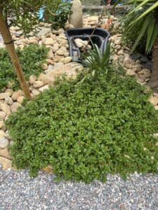 Dense couvre-sol vert succulent avec de petites fleurs rouges, encadré par de grands galets bruns et un chemin de gravier gris.