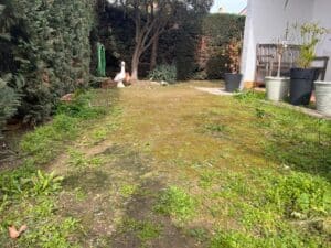 Jardin en friche : pelouse abîmée, couverte de mousse et de mauvaises herbes. Haie de conifères, statue d'oie et banc près de la maison.